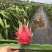 湛江红心火龙果