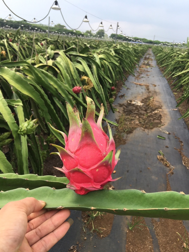 湛江红心火龙果