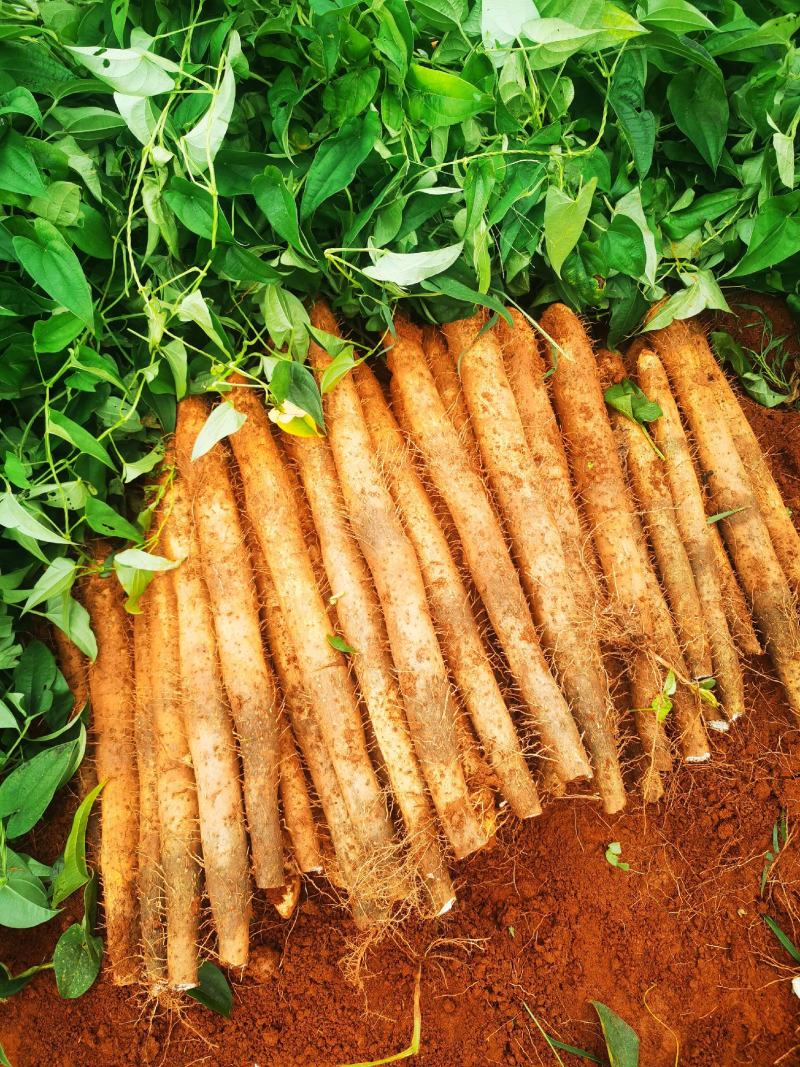 《实力》广西白玉山药广西产地粉糯淮山山药常年供应