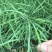 黄金油1号油菜种子黄油菜籽蔬菜种子春秋种植高产油菜花种子