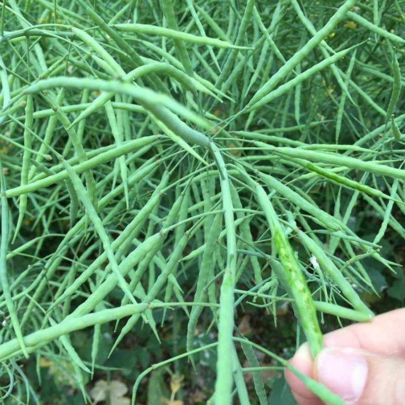 黄金油1号油菜种子黄油菜籽蔬菜种子春秋种植高产油菜花种子