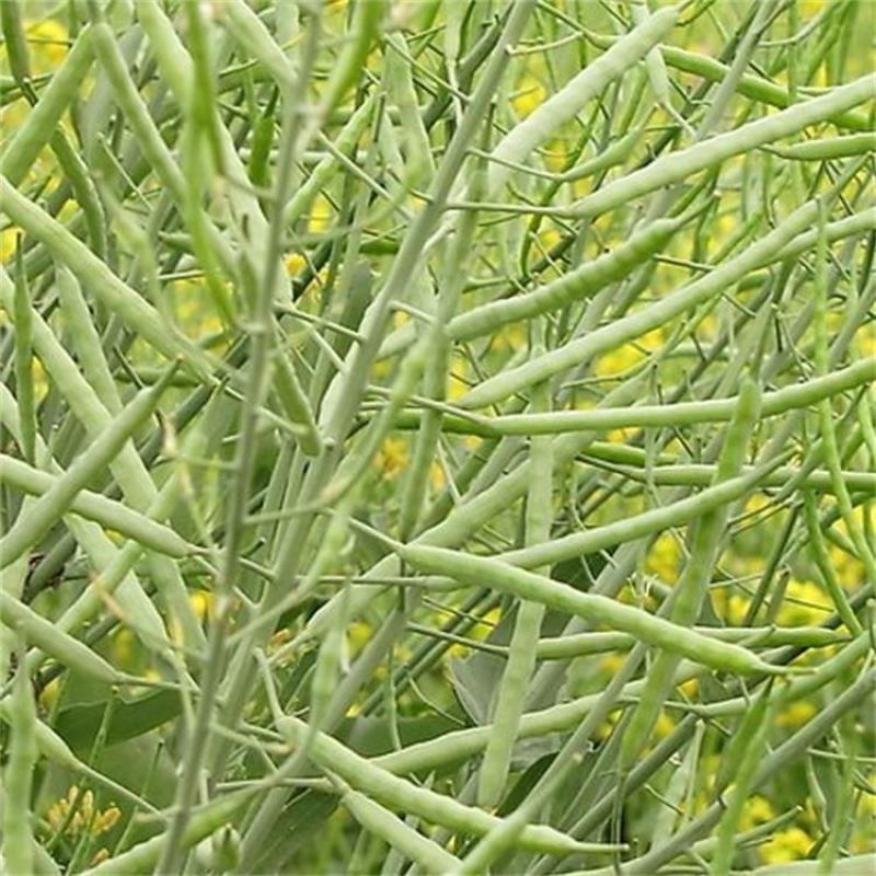 黄金油1号油菜种子黄油菜籽蔬菜种子春秋种植高产油菜花种子