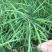 黄金油1号油菜种子黄油菜籽蔬菜种子春秋种植高产油菜花种子