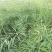 黄金油1号油菜种子黄油菜籽蔬菜种子春秋种植高产油菜花种子