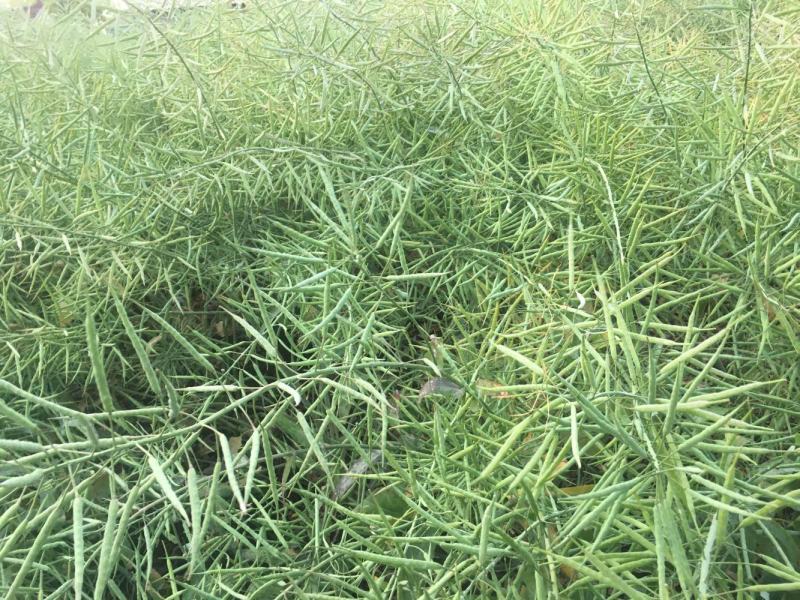 黄金油1号油菜种子黄油菜籽蔬菜种子春秋种植高产油菜花种子