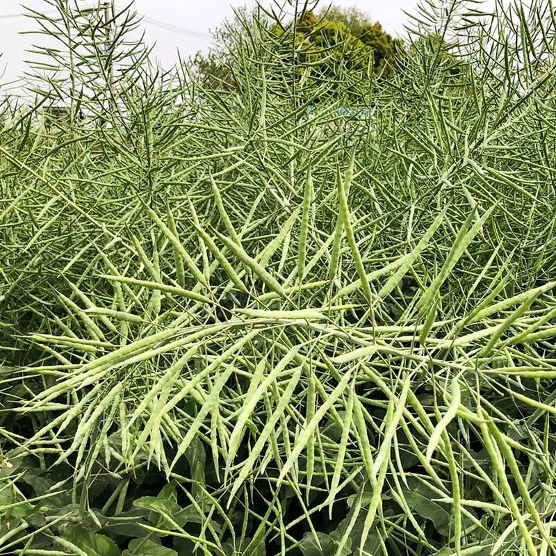 黄金油1号油菜种子黄油菜籽蔬菜种子春秋种植高产油菜花种子