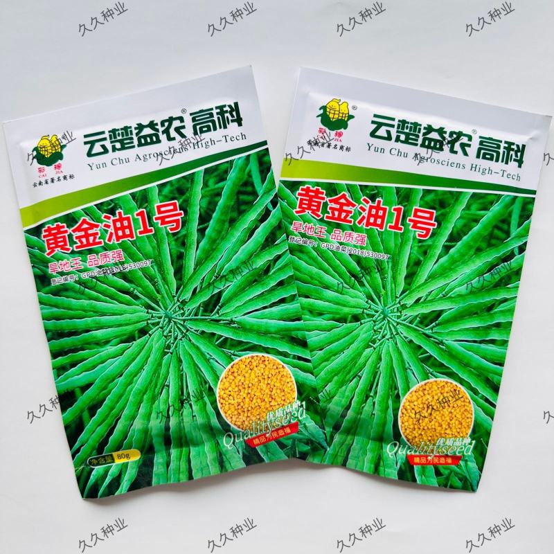黄金油1号油菜种子黄油菜籽蔬菜种子春秋种植高产油菜花种子