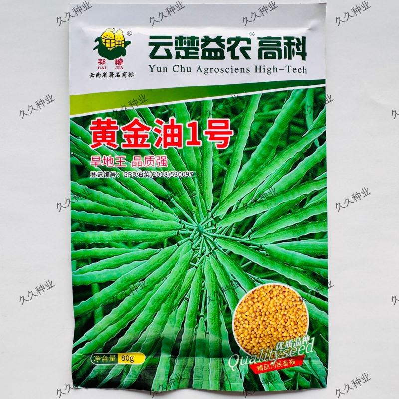 黄金油1号油菜种子黄油菜籽蔬菜种子春秋种植高产油菜花种子
