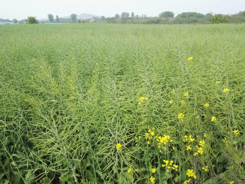 黄金油1号油菜种子黄油菜籽蔬菜种子春秋种植高产油菜花种子