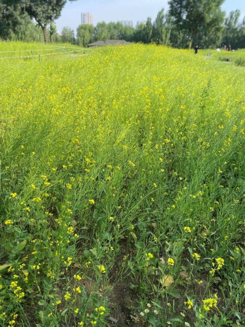 南马1573油菜种子籽高产高油矮杆抗病抗倒伏农家秋季播种