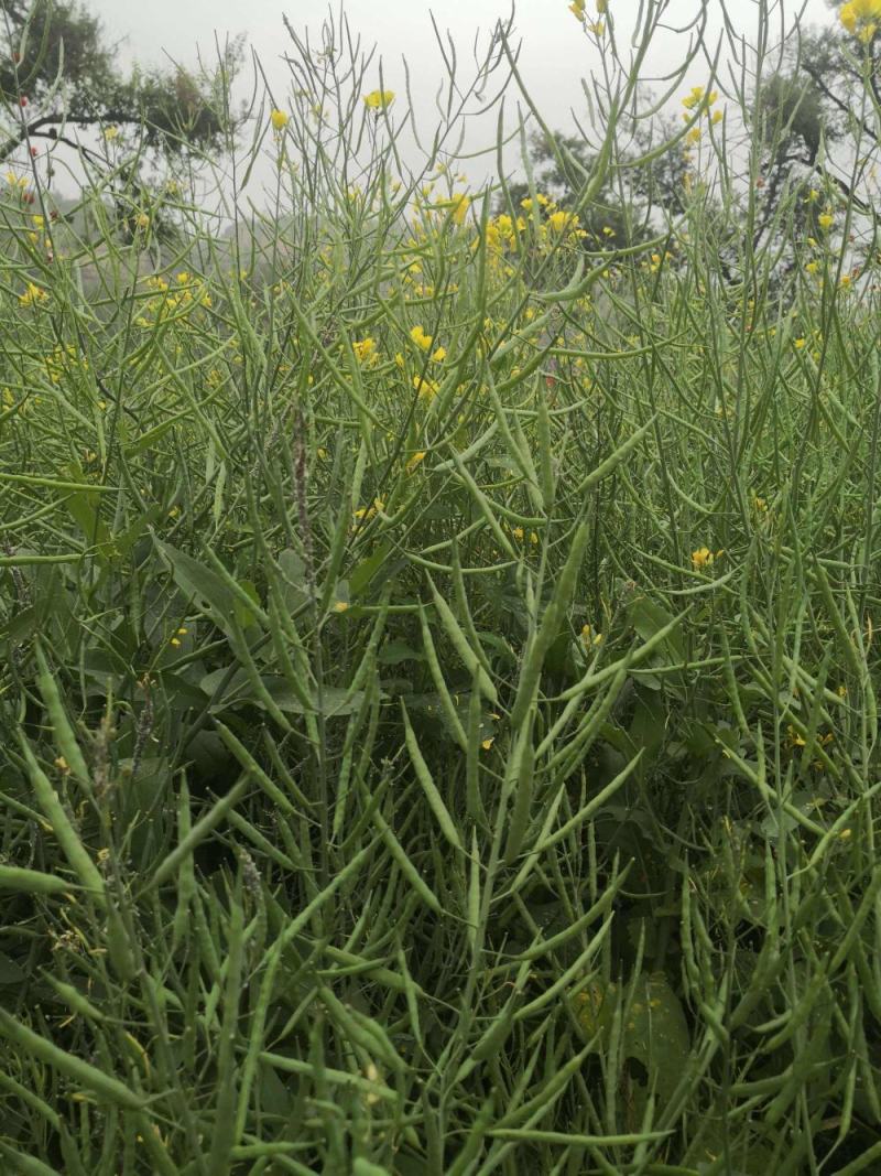 南马1573油菜种子籽高产高油矮杆抗病抗倒伏农家秋季播种