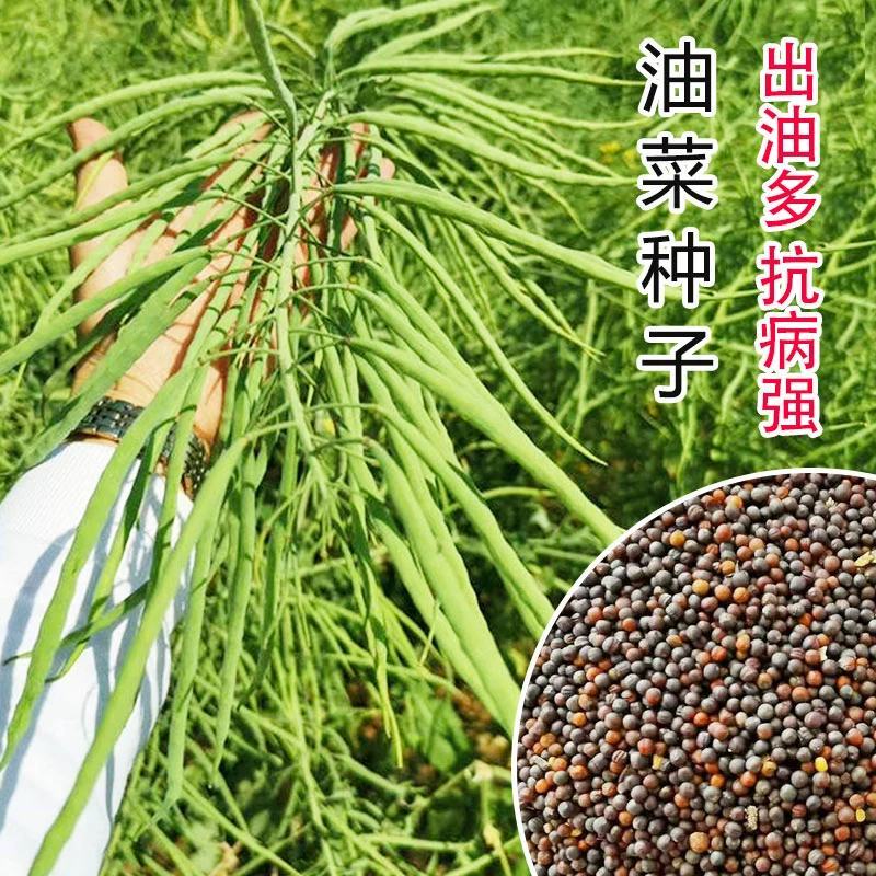 南马1573油菜种子籽高产高油矮杆抗病抗倒伏农家秋季播种