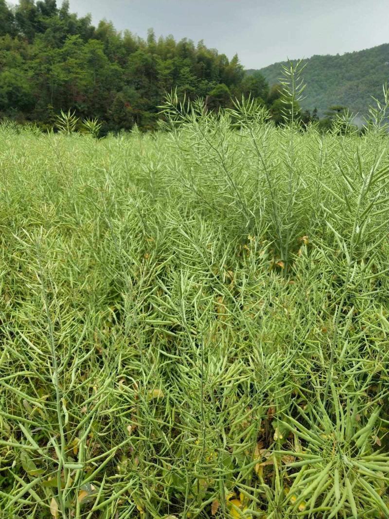 南马1573油菜种子籽高产高油矮杆抗病抗倒伏农家秋季播种