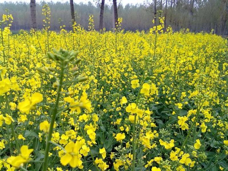 天府油668油菜种籽高产抗病矮杆抗倒油菜籽种农家秋播油菜