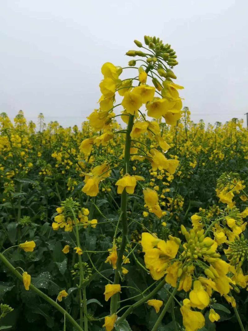天府油668油菜种籽高产抗病矮杆抗倒油菜籽种农家秋播油菜
