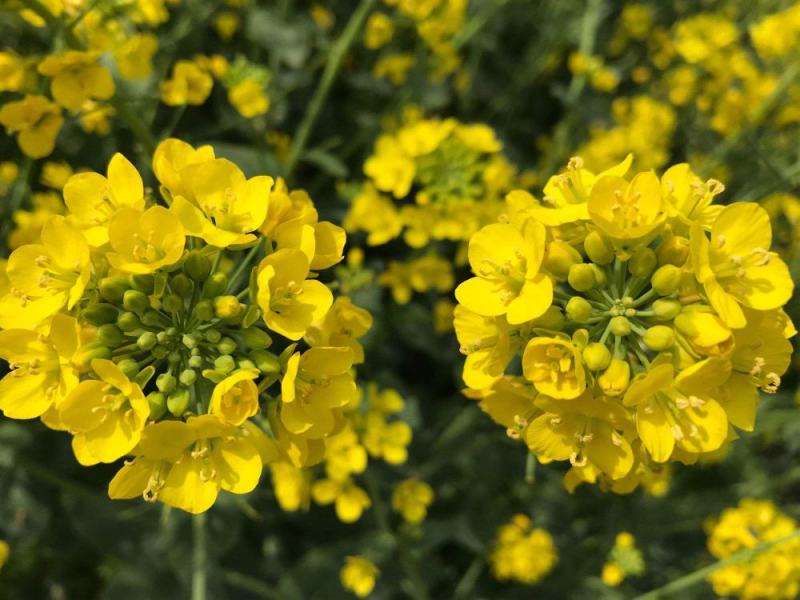 天府油668油菜种籽高产抗病矮杆抗倒油菜籽种农家秋播油菜
