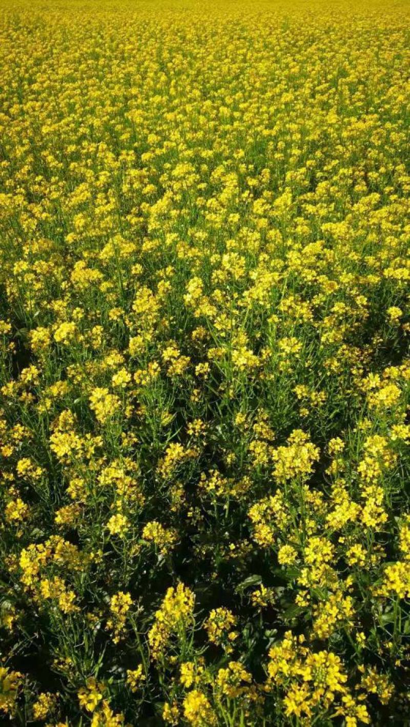 天府油668油菜种籽高产抗病矮杆抗倒油菜籽种农家秋播油菜