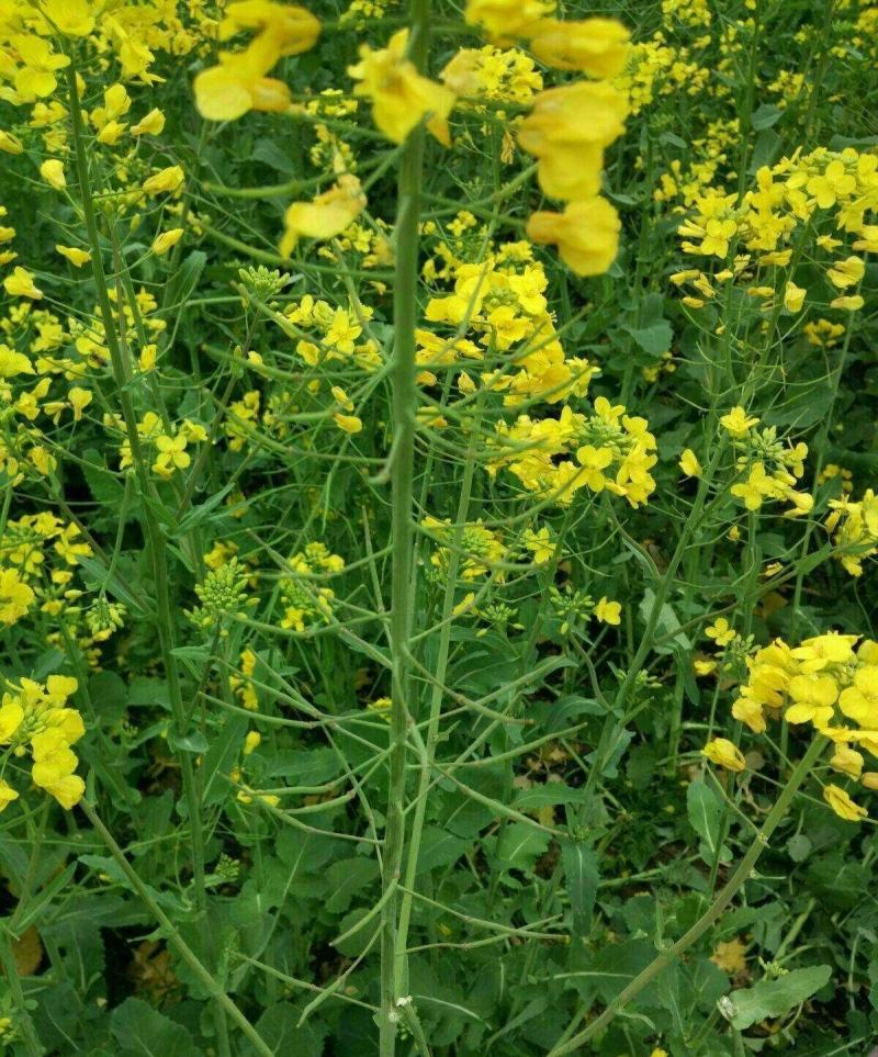 天府油668油菜种籽高产抗病矮杆抗倒油菜籽种农家秋播油菜