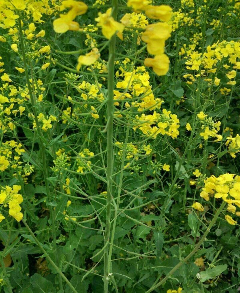 天府油668油菜种籽高产抗病矮杆抗倒油菜籽种农家秋播油菜