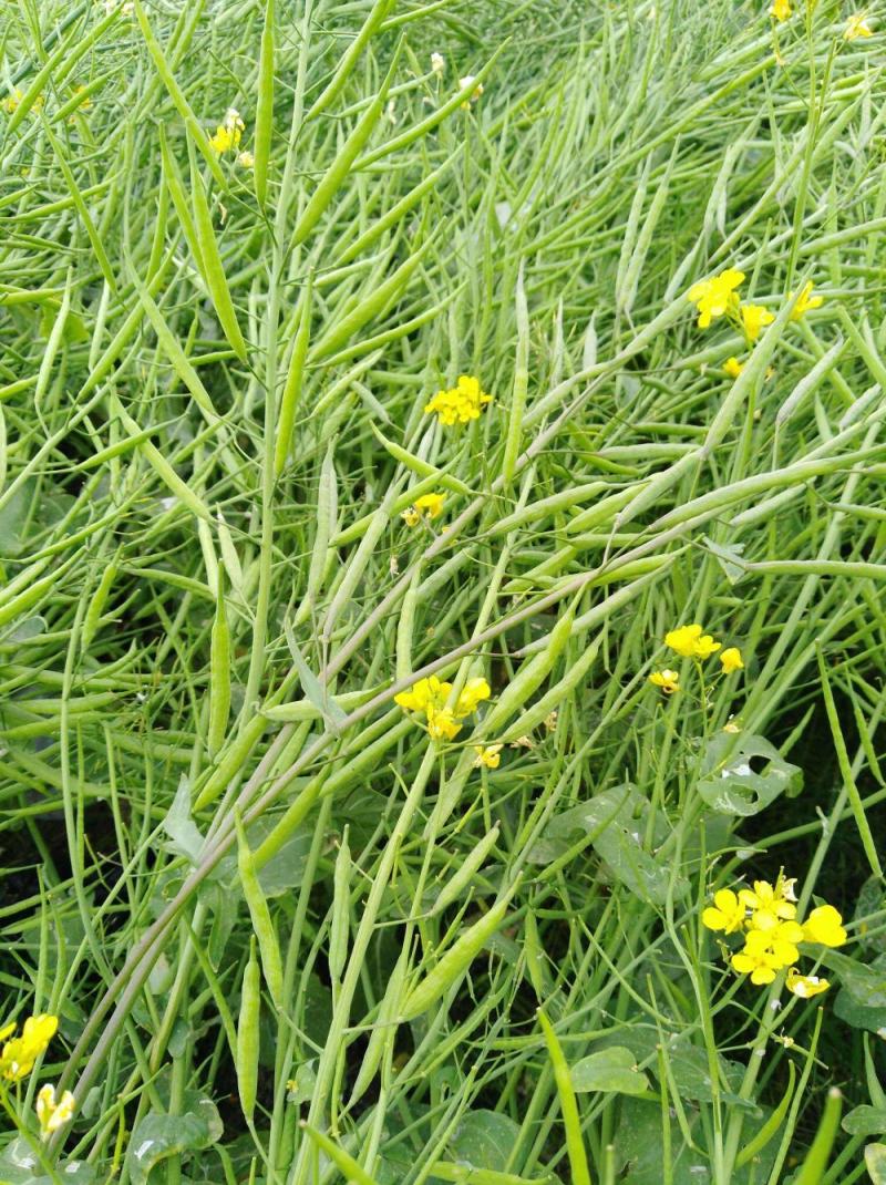 天府油668油菜种籽高产抗病矮杆抗倒油菜籽种农家秋播油菜