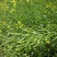 天府油668油菜种籽高产抗病矮杆抗倒油菜籽种农家秋播油菜