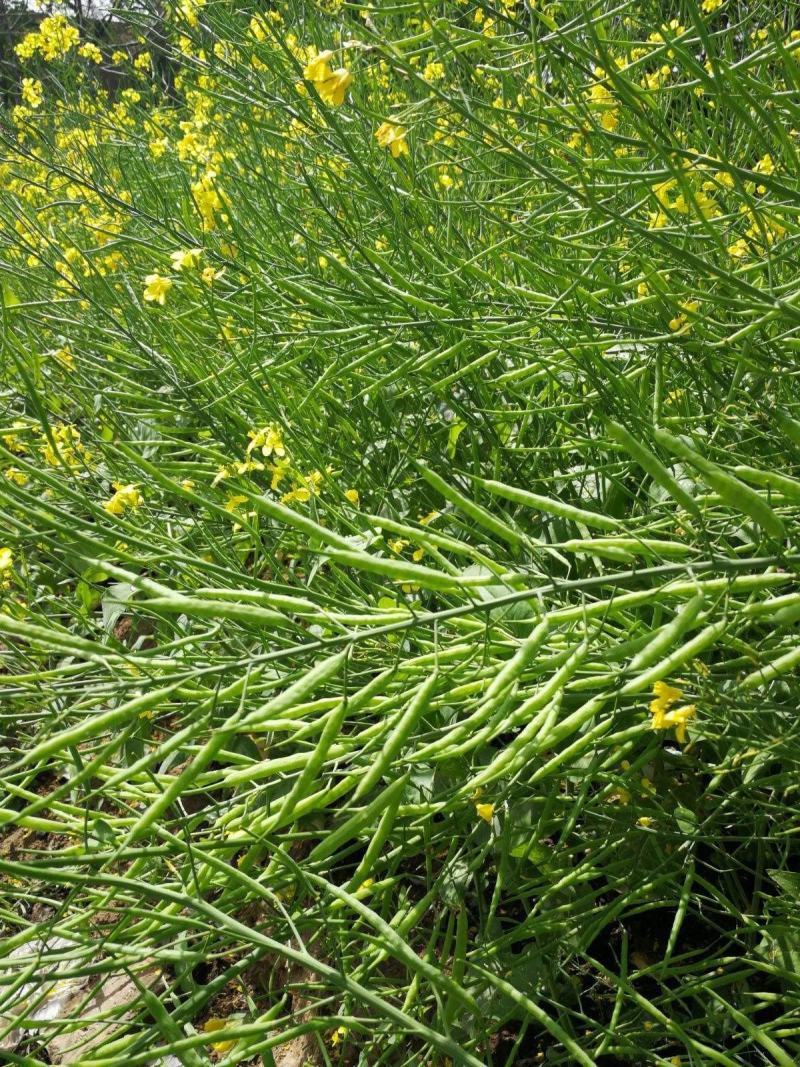天府油668油菜种籽高产抗病矮杆抗倒油菜籽种农家秋播油菜