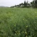 天府油668油菜种籽高产抗病矮杆抗倒油菜籽种农家秋播油菜
