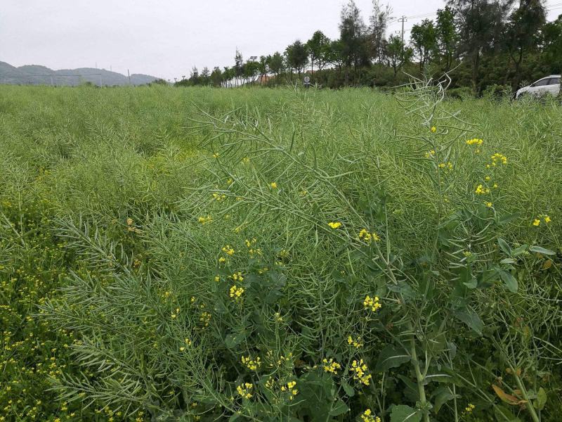 天府油668油菜种籽高产抗病矮杆抗倒油菜籽种农家秋播油菜