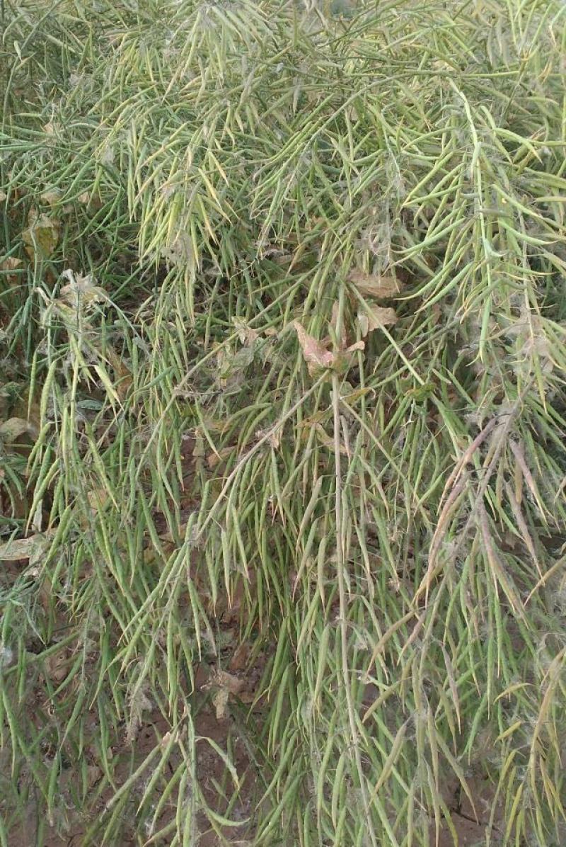 德超油000铁杆柒佰金矮杆高产杂交油菜种子抗病耐寒抗倒伏