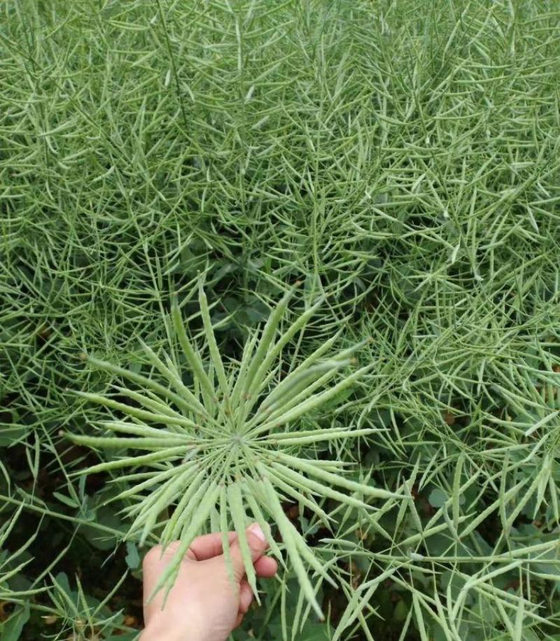 德超油000铁杆柒佰金矮杆高产杂交油菜种子抗病耐寒抗倒伏