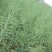 德超油000铁杆柒佰金矮杆高产杂交油菜种子抗病耐寒抗倒伏