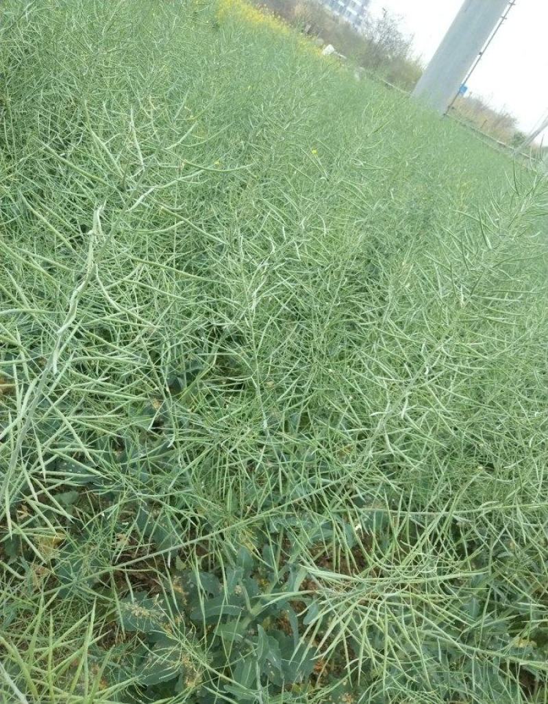 德超油000铁杆柒佰金矮杆高产杂交油菜种子抗病耐寒抗倒伏