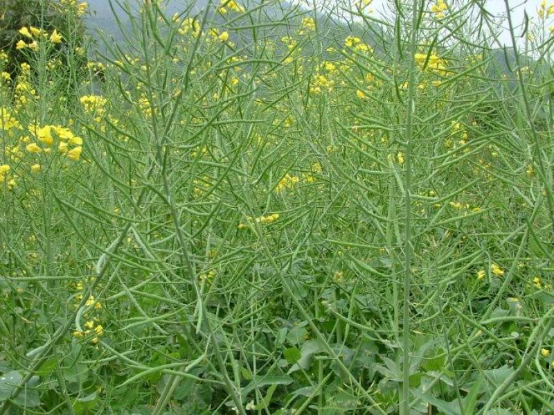 德超油000铁杆柒佰金矮杆高产杂交油菜种子抗病耐寒抗倒伏