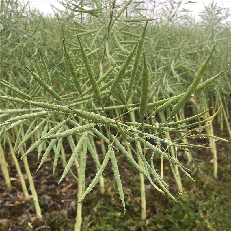 德超油000铁杆柒佰金矮杆高产杂交油菜种子抗病耐寒抗倒伏