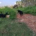 本地黑山羊