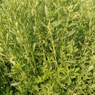 甜叶菊