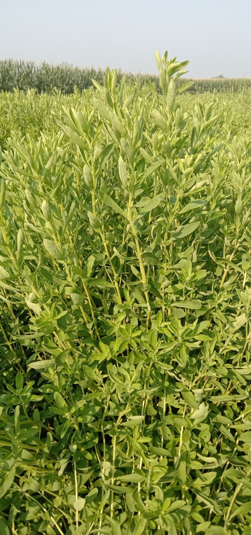 甜叶菊