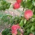 干核桃量上巿