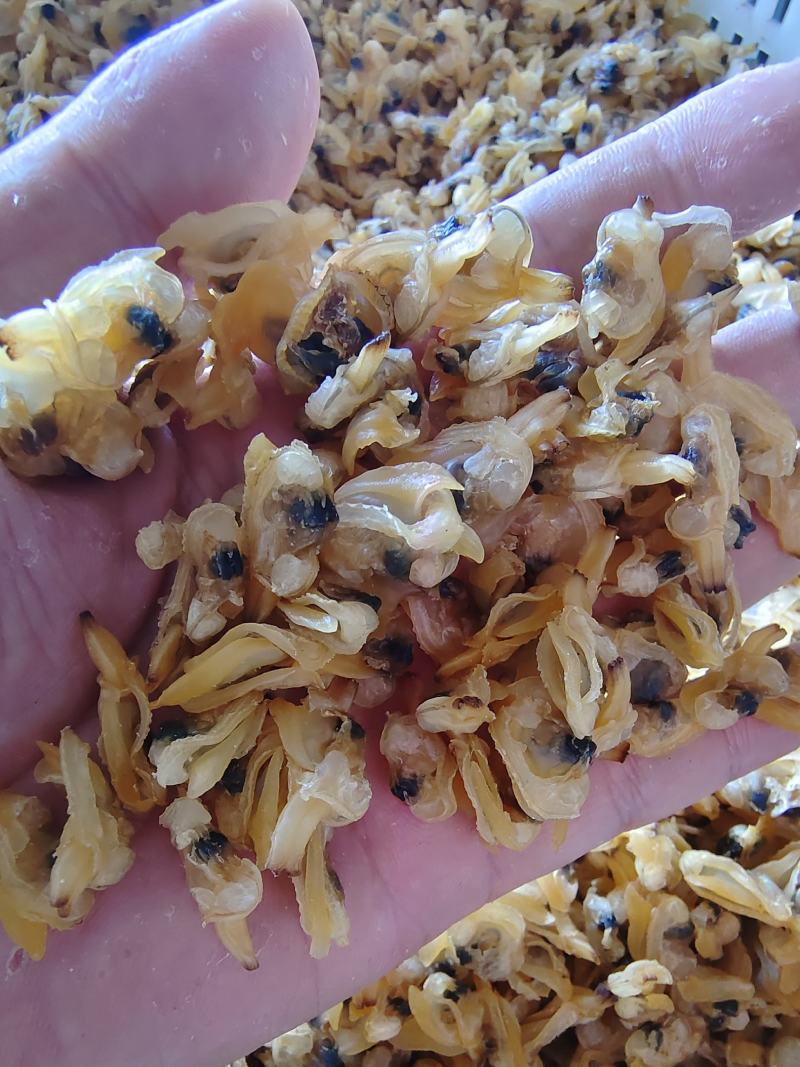 花蛤干大量批发