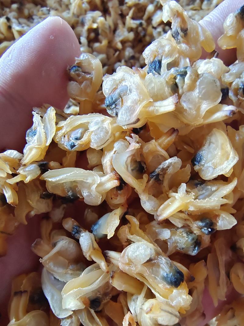 花蛤干大量批发