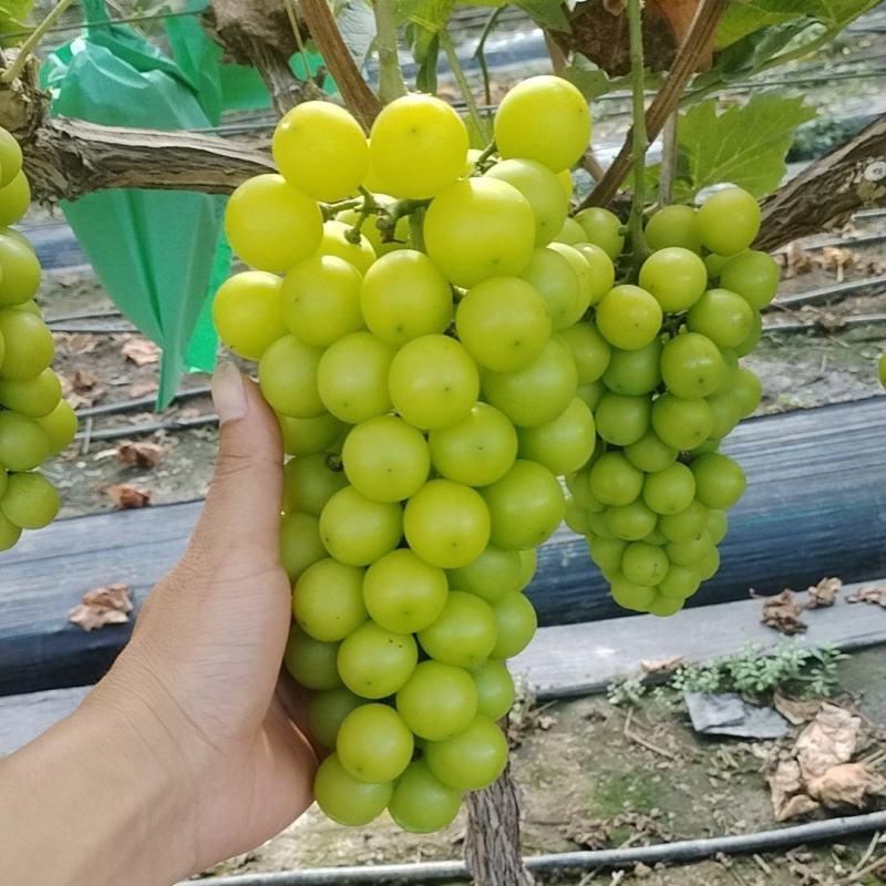主产区阳光玫瑰葡萄便宜了