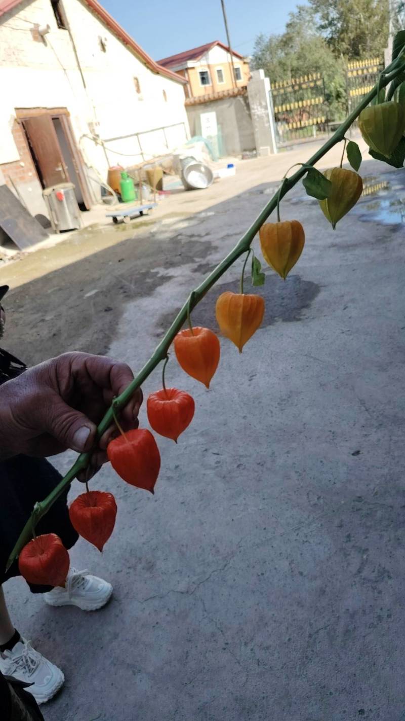 鲜切红菇娘酸浆果基地直采新鲜发货价格优惠欢迎各位光临