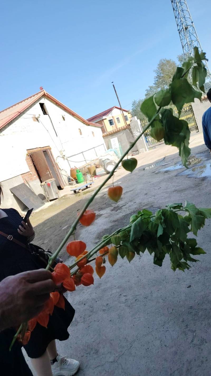 鲜切红菇娘酸浆果基地直采新鲜发货价格优惠欢迎各位光临