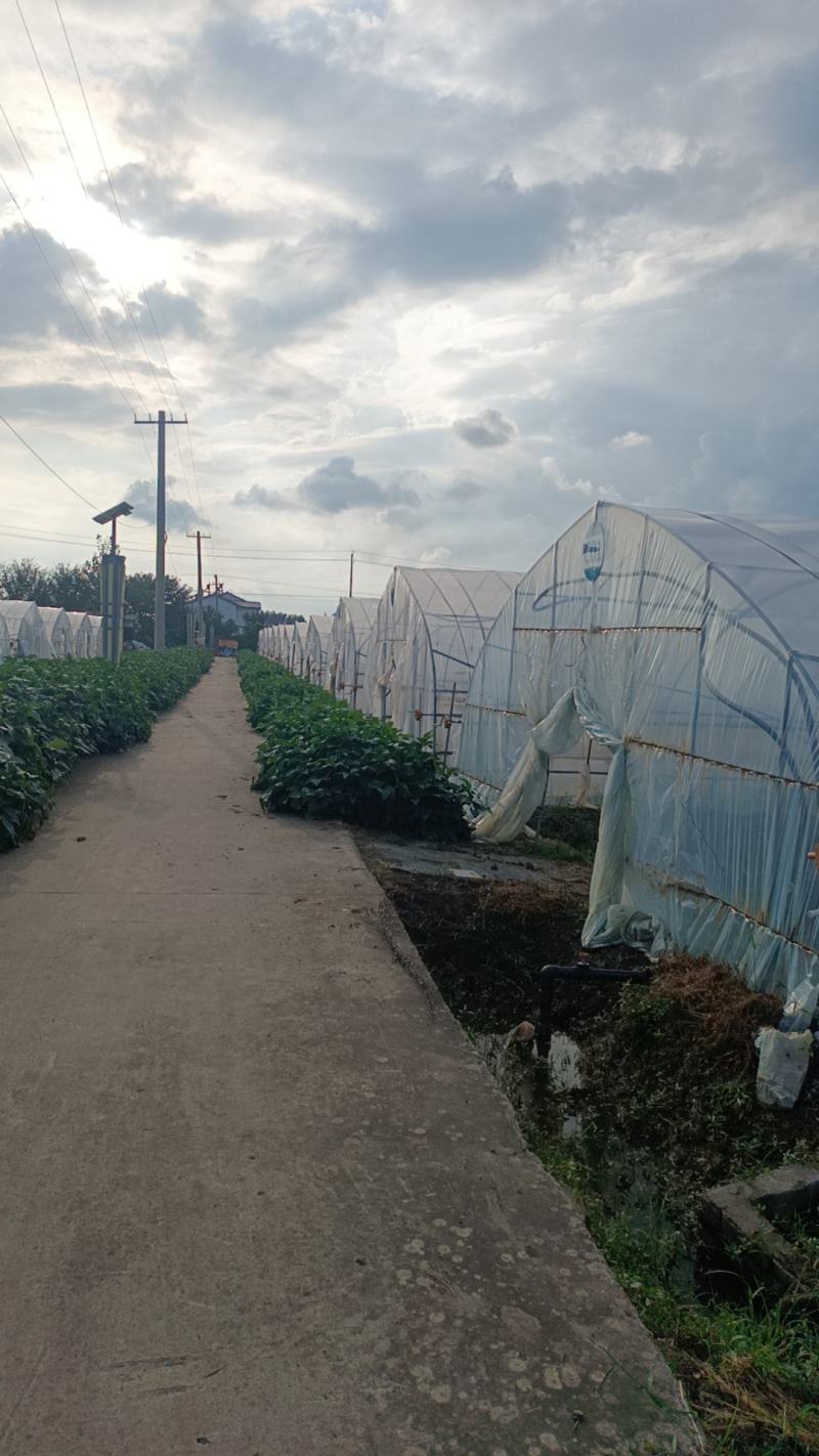 生态园蔬菜大棚出租