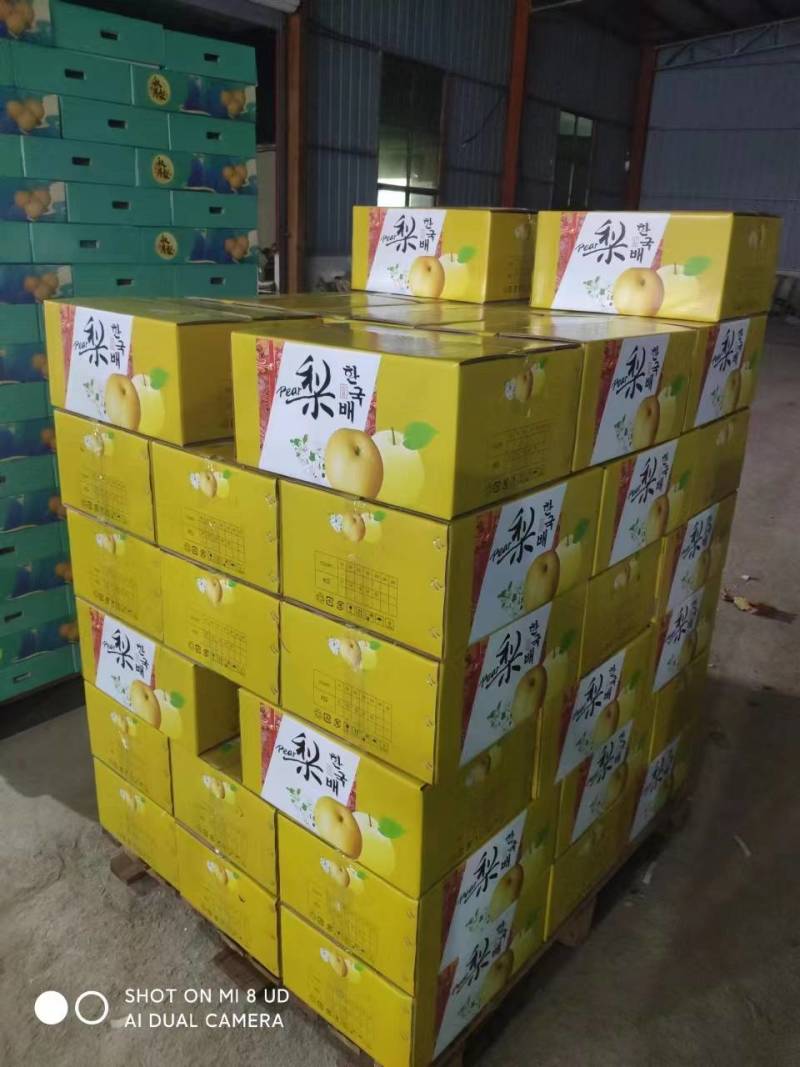 山东秋月梨大量供应
