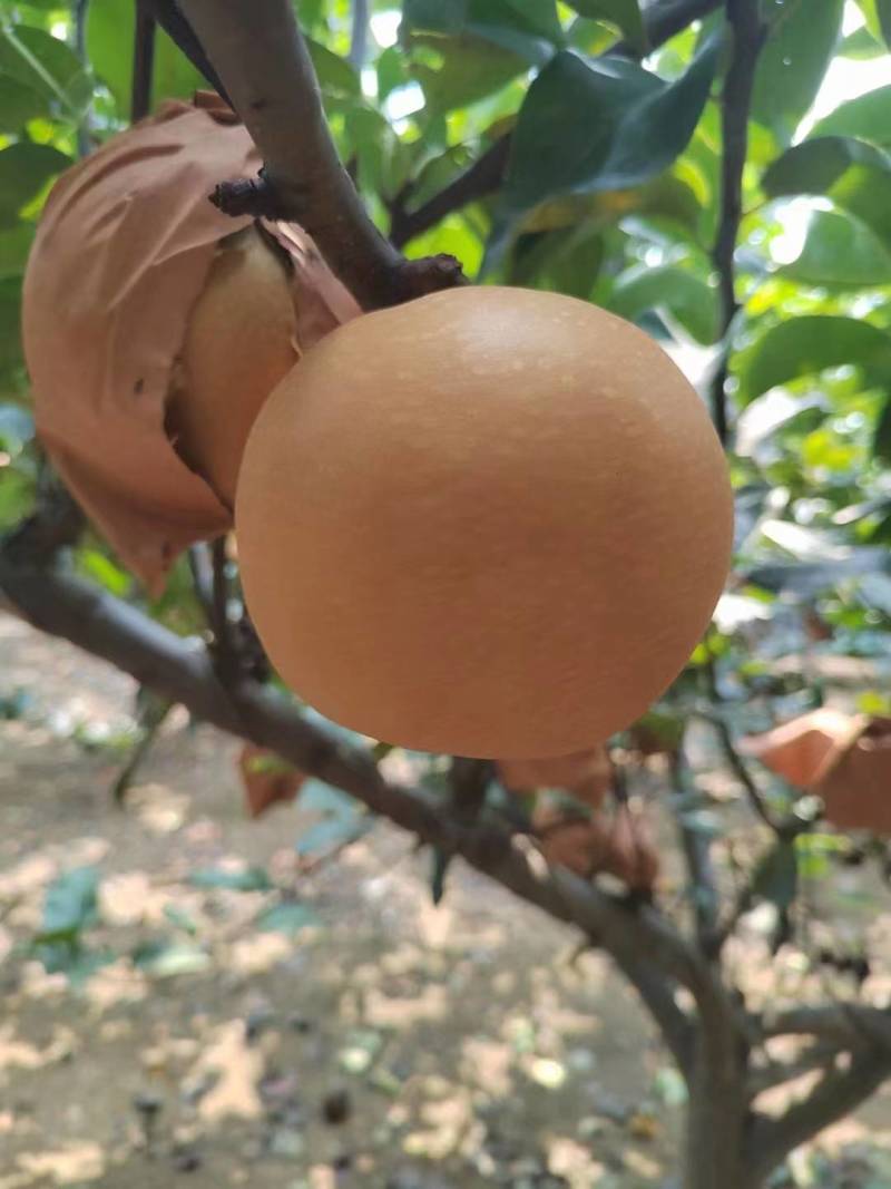山东秋月梨大量供应