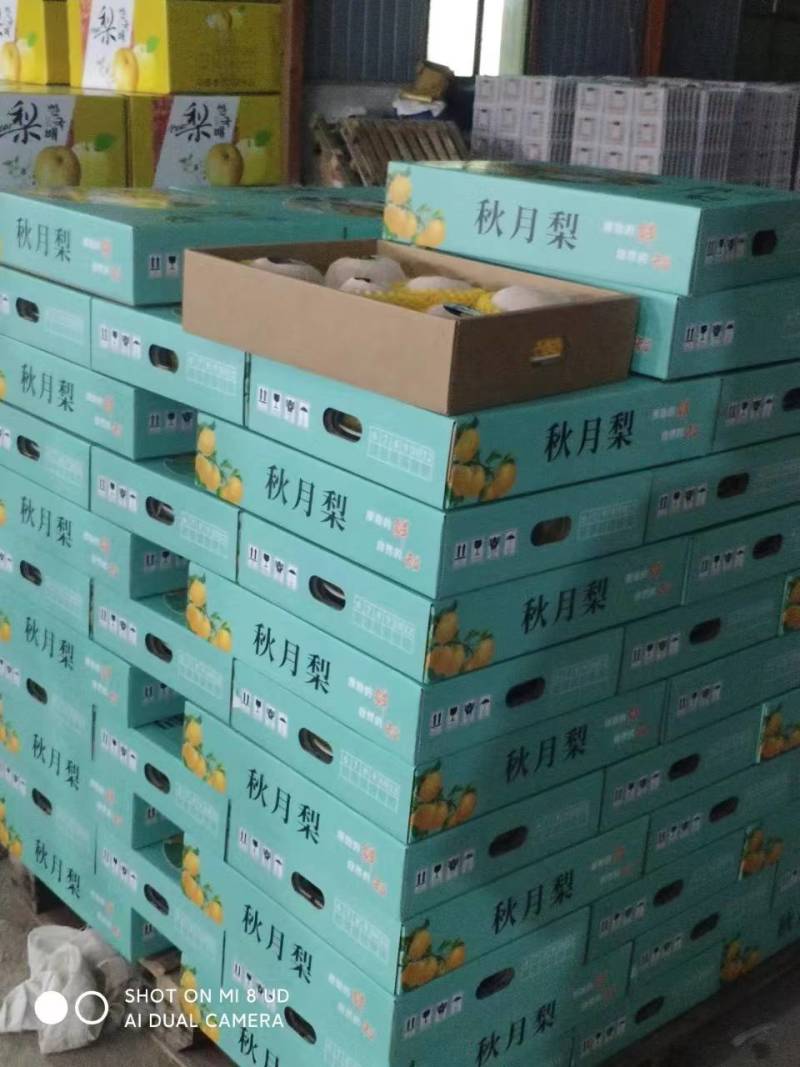 山东秋月梨大量供应