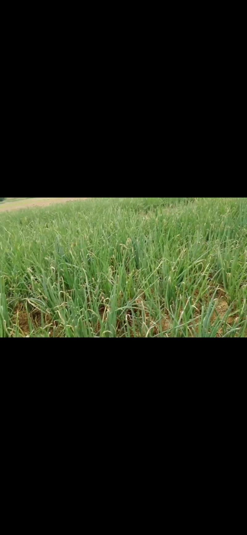 分葱