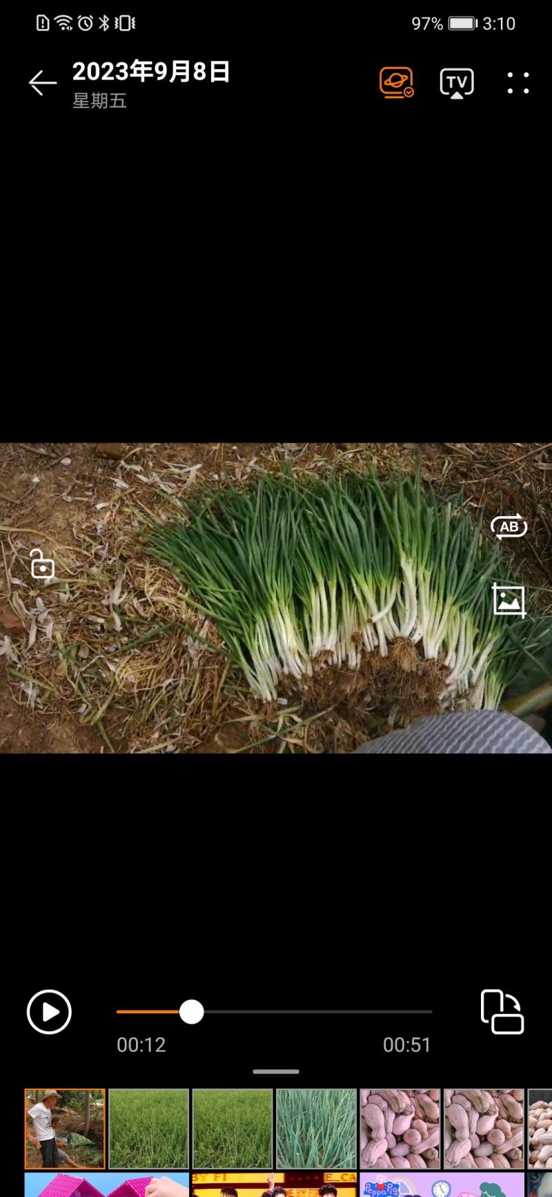 分葱