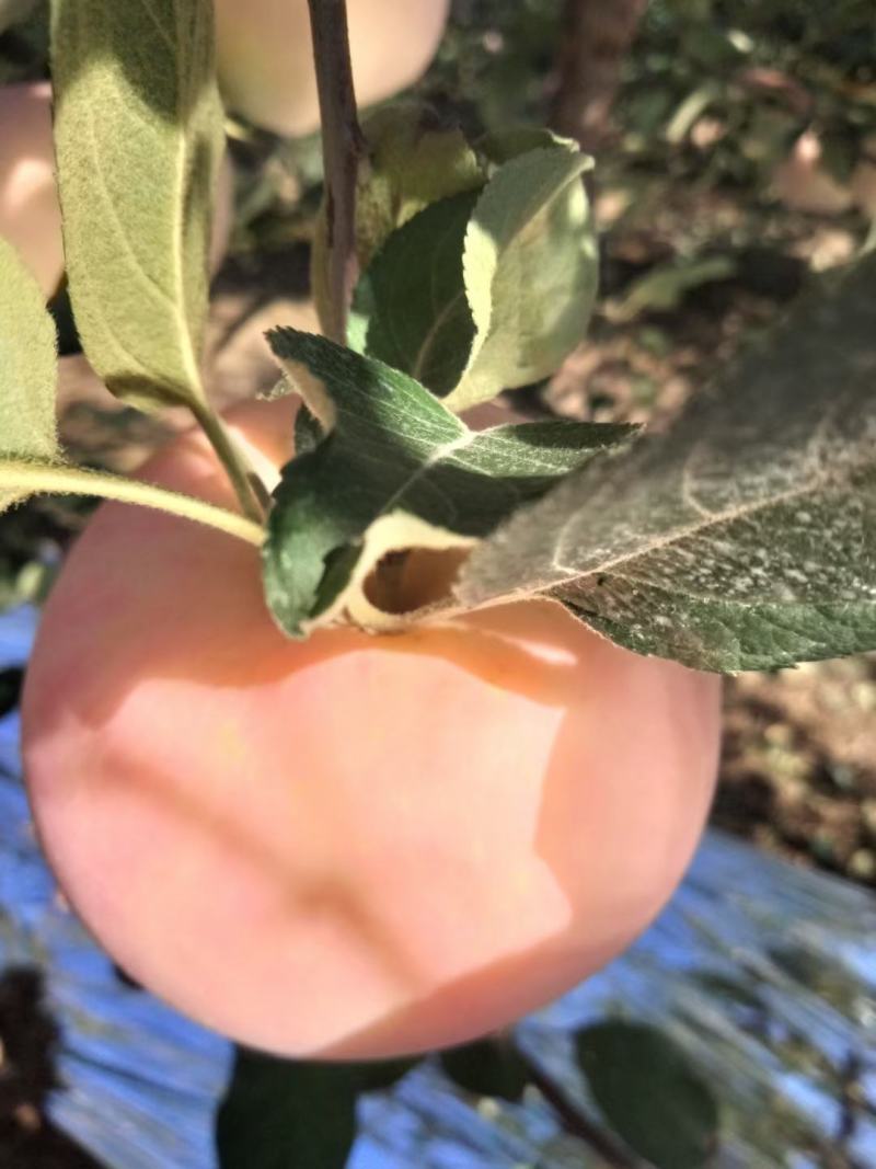 陕西咸阳乾州水晶红富士